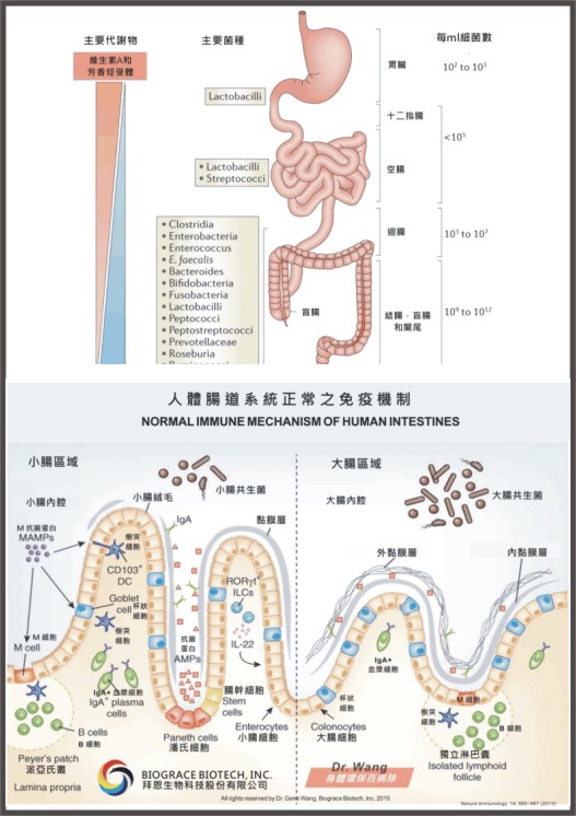 gut immune